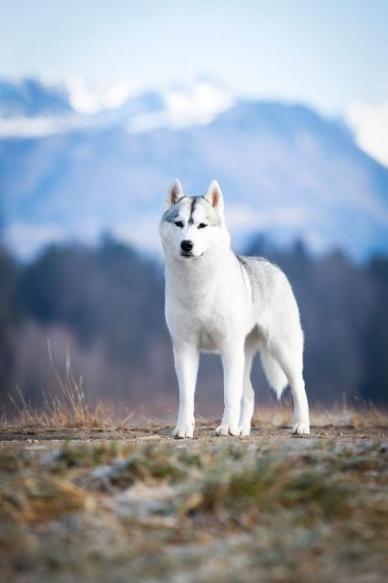 gainey odnaprijed.jpg